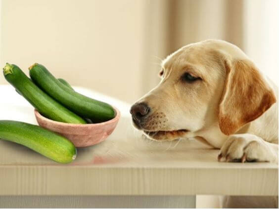 Can Dogs Eat Zucchini? A Dog Enjoying Zucchini